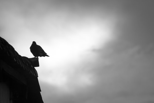 背光鸟黑白背景图片下载