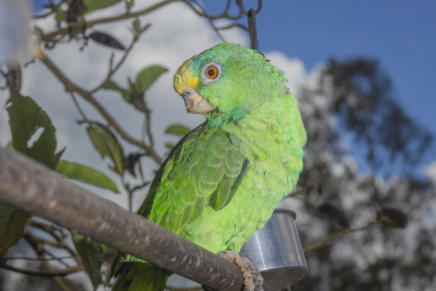 鹦鹉鸟坐在栖木上图片下载
