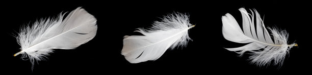 黑色背景下鹅的白色羽毛图片下载