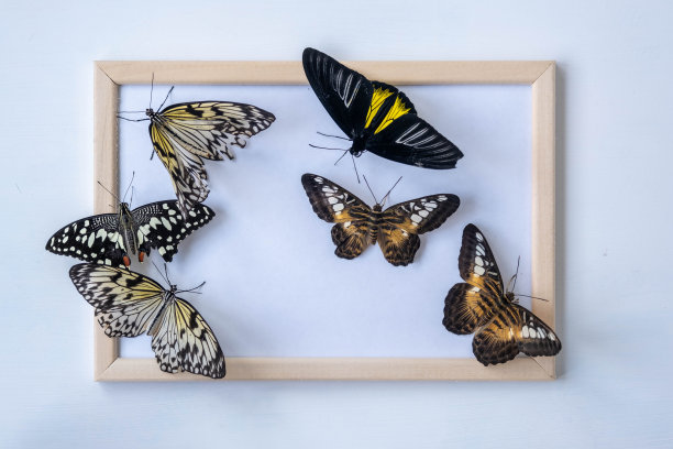 活的热带蝴蝶坐在相框上。有文字空间。蝴蝶处女西尔维娅图片下载
