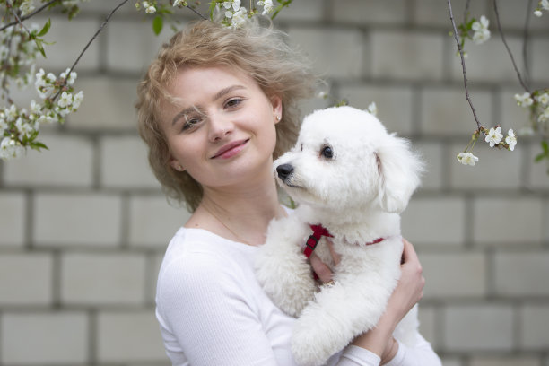 美丽的女孩摆出户外比雄犬。图片下载