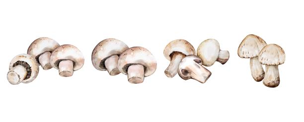 收集蘑菇水彩矢量插图孤立在白色背景图片下载