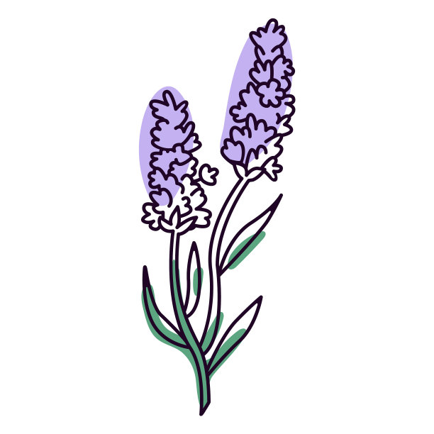 薰衣草花颜色描质高图片下载
