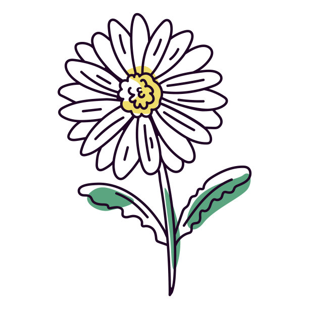 白色雏菊花颜色描质高图片下载