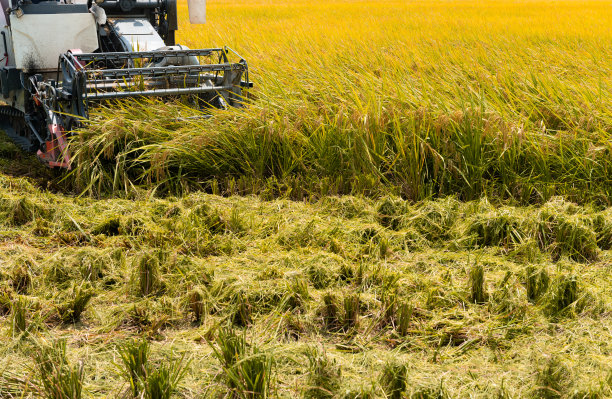 用收割机收割稻田图片下载