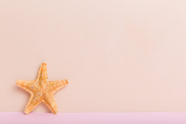 彩色背景上的海滩贝壳。用拷贝空间模拟图片下载