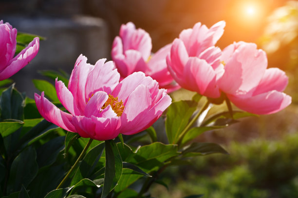 粉红色盛开的牡丹，外射图片下载