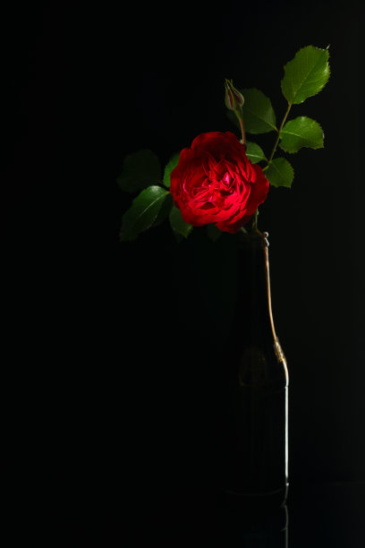 红玫瑰在黑暗的瓶子里图片下载