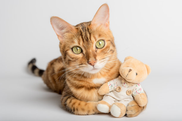 孟加拉猫抱着一只白色背景的泰迪熊。图片下载