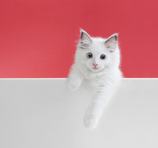 淘气可爱又漂亮的白色小猫咪布娃娃和粉红色的背景图片下载