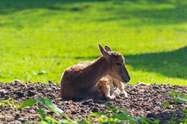 休耕鹿的肖像，大妈大妈少年躺在牧场上。野生动物的背景图片下载