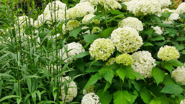 绿色美丽的绣球花在花园里，园艺理念，家居装饰和舒适图片下载