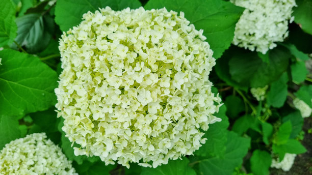 绿色美丽的绣球花在花园里，园艺理念，家居装饰和舒适图片下载