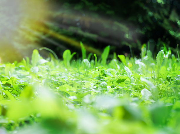 绿草如茵的夏日背景图片下载