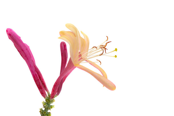 金银花孤立图片下载