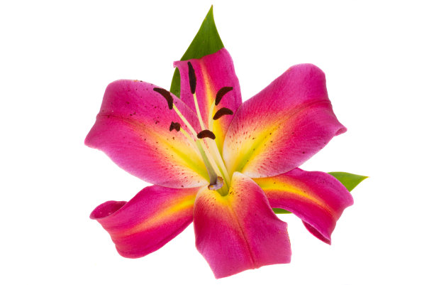 金针菜孤立图片下载