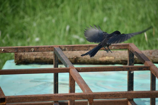 黑燕卷尾图片下载