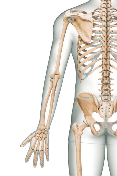 准确的后视图或后视图的人体骨骼系统的手臂或上肢骨骼与男性身体轮廓孤立在白色背景3D渲染插图。解剖学、骨学概念。图片下载