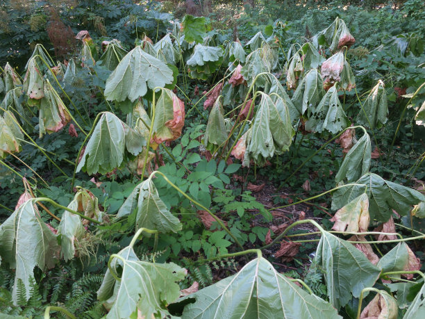 植物在严重干旱时期渴望水图片下载