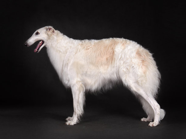 站着的白色俄罗斯狩猎猎犬图片下载