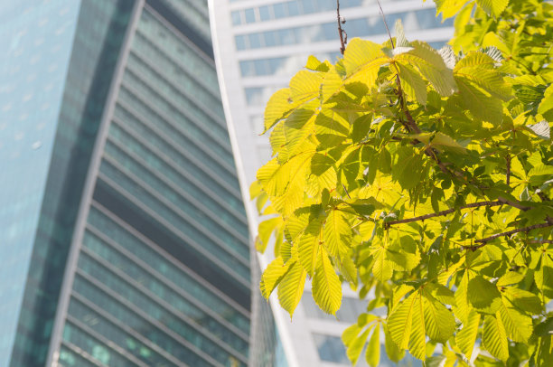 现代建筑背景下的绿色树枝图片下载