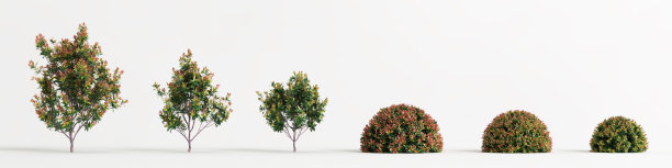 3d插图set acmena smithii allyn魔法灌木孤立在白色背景图片下载