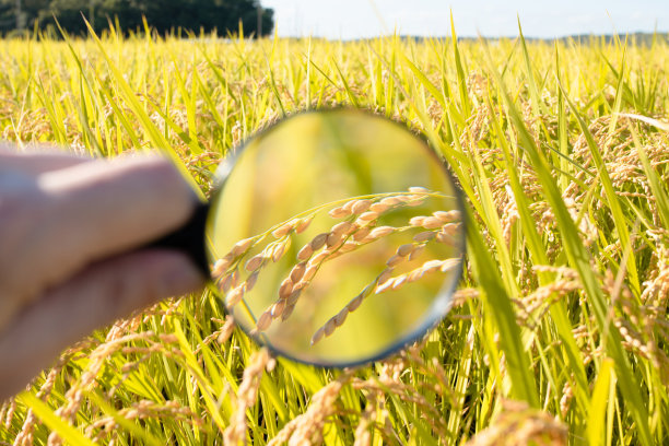 用放大镜观察稻穗图片下载