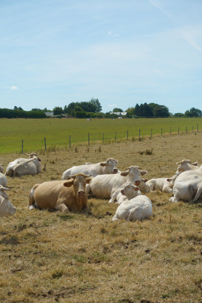 在正午的阳光下，一群奶牛在牧场上休息图片下载