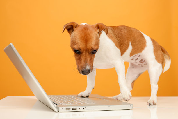 狗使用笔记本电脑。杰克罗素梗的肖像与笔记本电脑在黄色背景孤立。商务网上银行培训视频电话网上购物概念图片下载