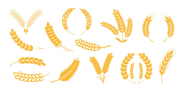 小麦穗，黑麦穗，小穗具向量。谷物植物图标在平面风格的咖啡馆，产品包装。图片下载