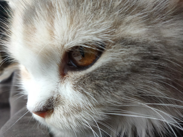 安哥拉小猫图片下载