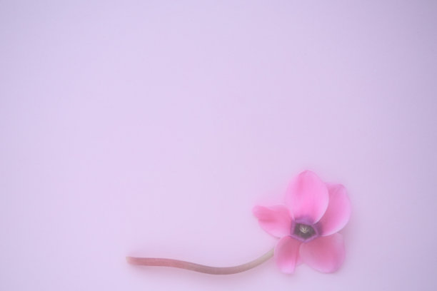 仙客来花侧视图上粉红色紫色背景模糊的嫩焦点。一朵花有五瓣，茎无叶。副本的空间。多雾的效果。美丽精致的仙客来花明信片图片下载