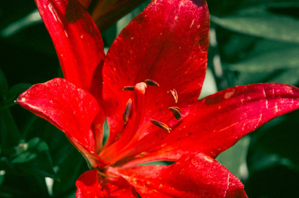 美丽的植物拍摄，自然的壁纸，深红色百合花的特写图片下载