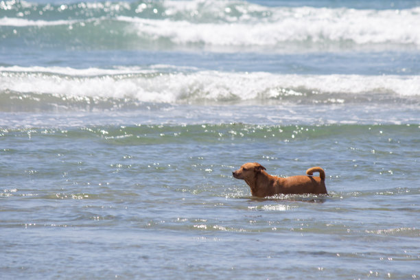 狗狗在沙滩上玩耍图片下载