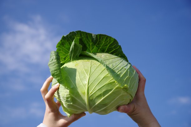 有一个卷心菜图片下载