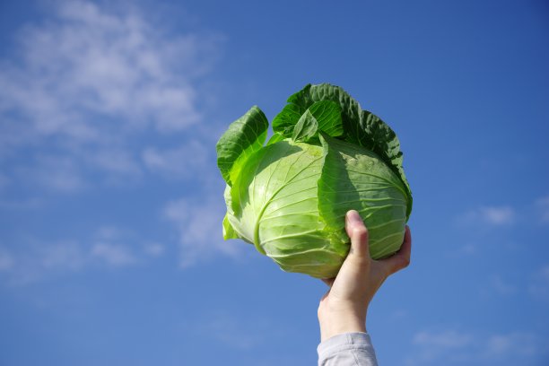 有一个卷心菜图片下载