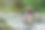 忧心忡忡的女子从水中拔出笔记本电脑，称其掉进河里，远程假期工作意外图片下载