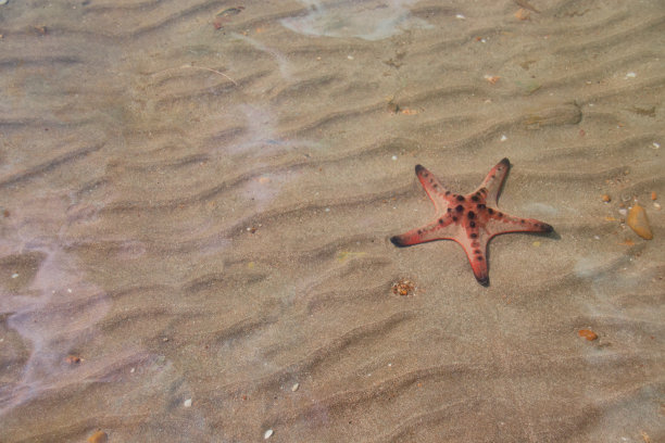 阳光明媚的夏日，浅海水中的角海星图片下载