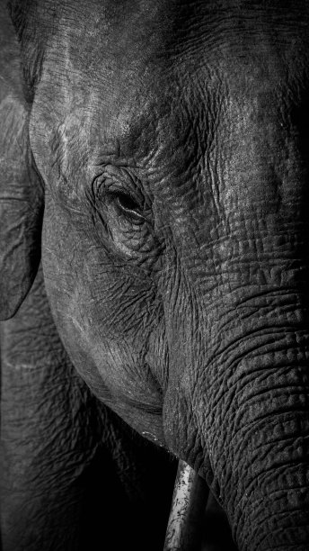 有长牙的动物图片下载