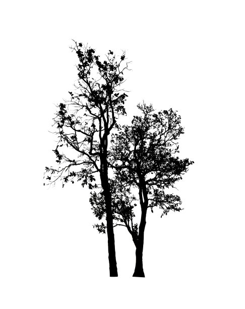 孤立的树剪影刷在白色背景图片下载
