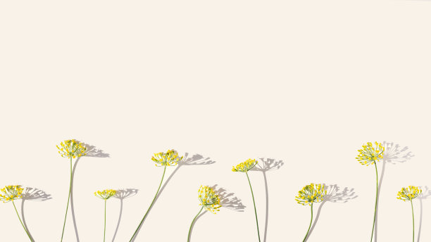 开花新鲜小茴香，天然伞花草本小茴香上米色。美学俯视图旗帜与辛辣香草茴香。自然最小的静物照片与茴香的花序图片下载