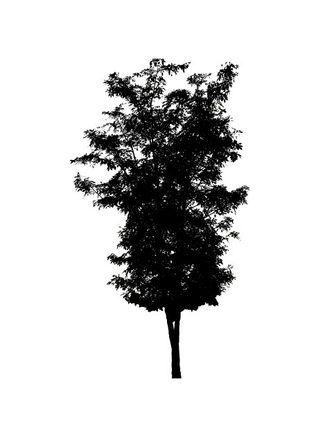 孤立的树剪影刷在白色背景图片下载