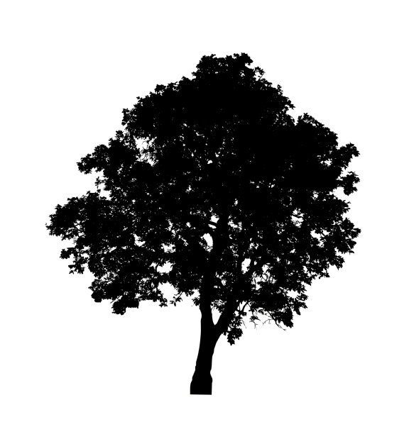 树剪影刷白色背景图片下载