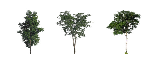 一组孤立的树在白色背景图片下载