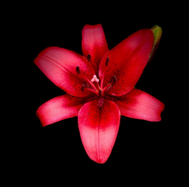 红百合盛开图片下载