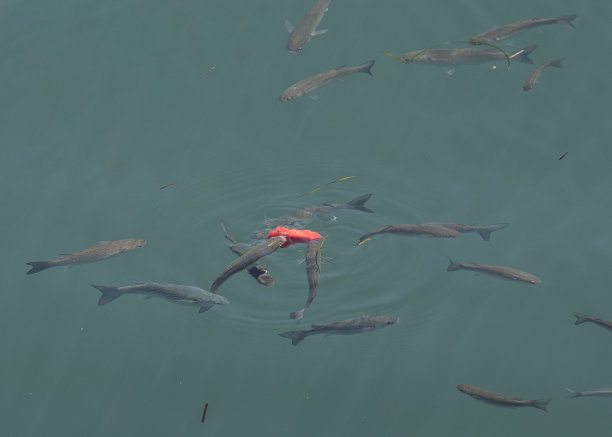 鱼在海里绕着一些瓜，咬着浮在水面上的食物图片下载