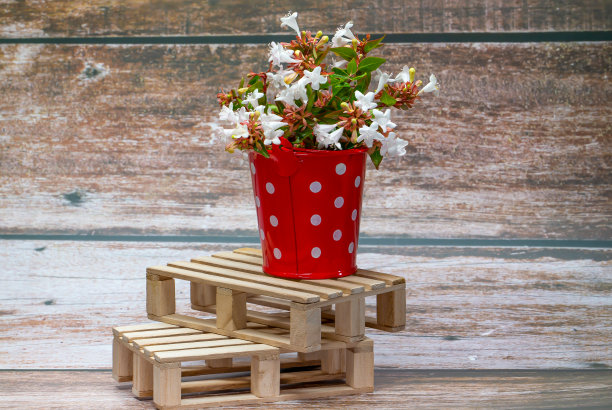 粉红色的花在红色的金属桶里，白色的圆点放在木制托盘上。野花。图片下载