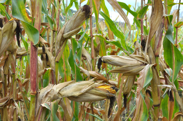 玉米棒上成熟的穗轴图片下载