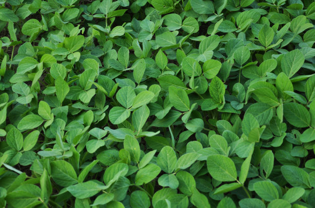 绿色大豆植物图片下载