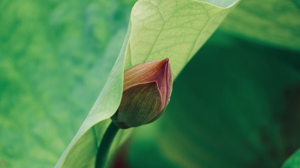 莲花巴德05图片下载